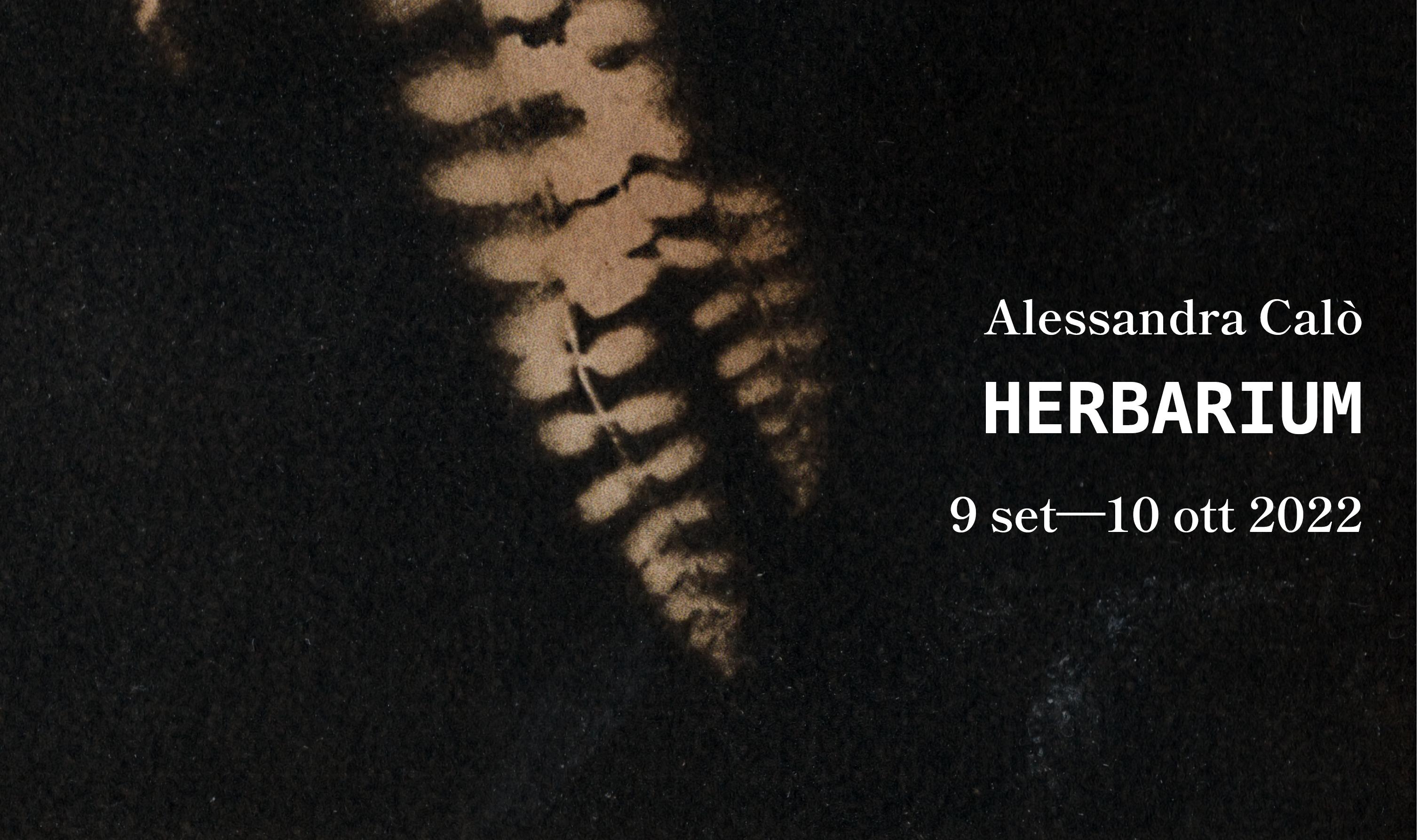Immagine per Herbarium, le callotipie di Alessandra Calò in mostra a Gorizia